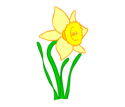 English vocabulary: daffodil