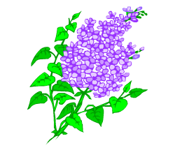 English words: lilac