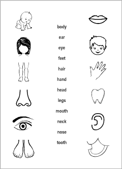 ESL tests for kids: Body vocabulary