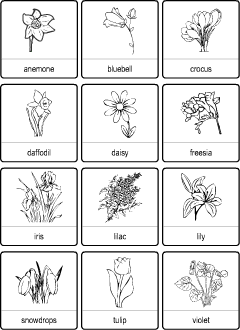 Spring Flowers vocabulary for kids learning English | Vocabulary quiz
