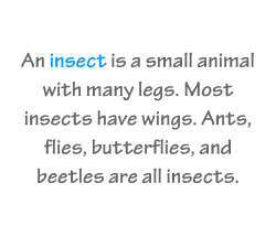 English vocabulary: Insects