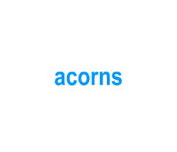 Flashcards: acorns