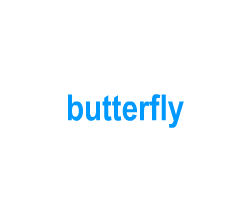 Flashcards: butterfly