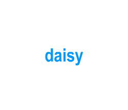 Flashcards: daisy