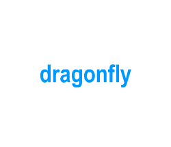 Flashcards: dragonfly
