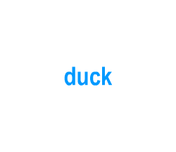Flashcards: duck