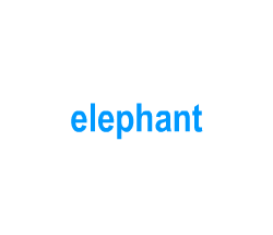 Flashcards: elephant