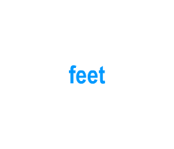 Flashcards: feet