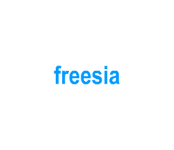 Flashcards: freesia