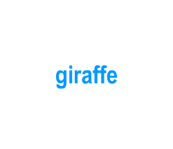 Flashcards: giraffe