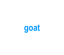 Flashcards: goat
