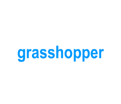Flashcards: grasshopper