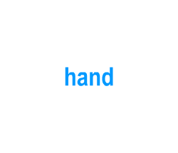 Flashcards: hand