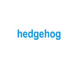 Flashcards: hedgehog