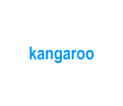 Flashcards: kangaroo