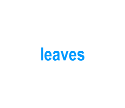 Flashcards: leaves