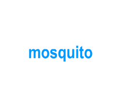 Flashcards: mosquito