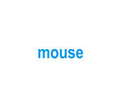 Flashcards: mouse