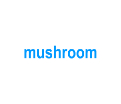 Flashcards: mushroom
