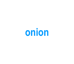 Flashcards: onion