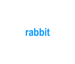 Flashcards: rabbit