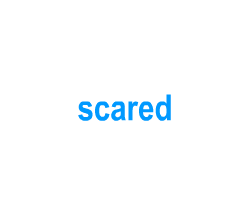 Flashcards: scared
