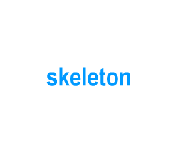 Flashcards: skeleton