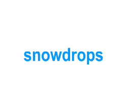 Flashcards: snowdrops