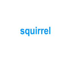 Flashcards: squirrel