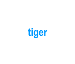 Flashcards: tiger