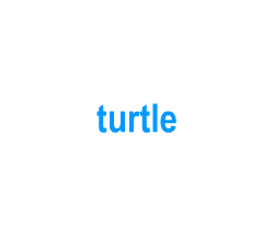 Flashcards: turtle
