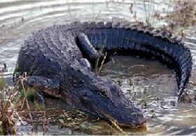 ABC animals: alligator
