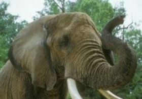 ABC animals: elephant