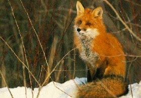 ABC animals: fox