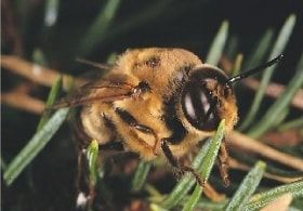 ABC animals: bee