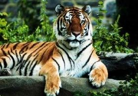 ABC animals: tiger