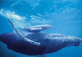 ABC animals: whale